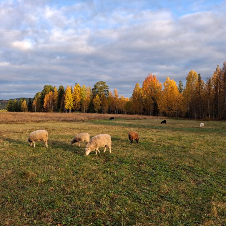 schapen (1)