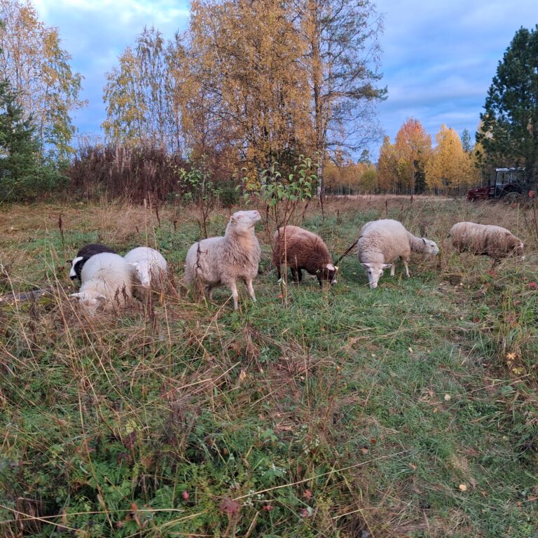 schapen (2)