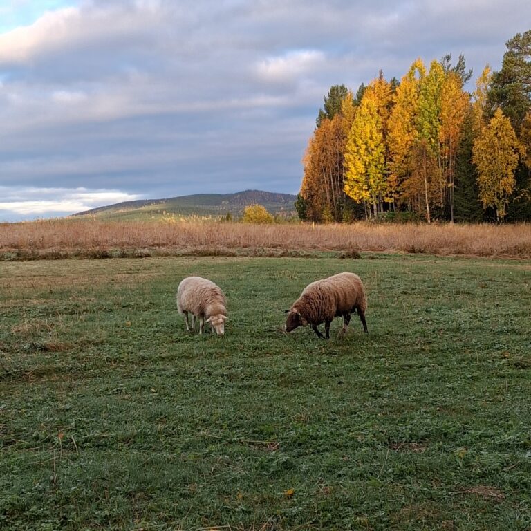 schapen (3)