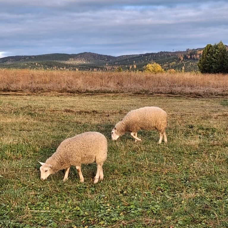 schapen (4)