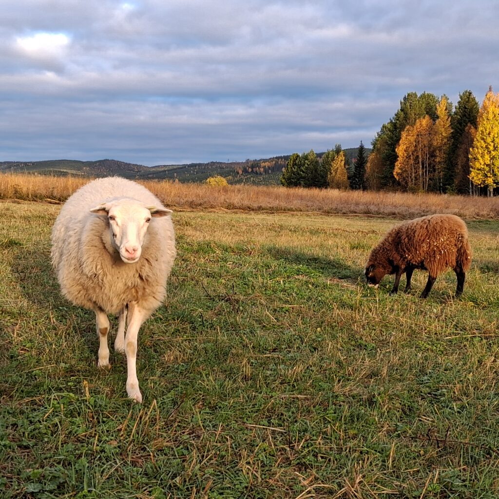 schapen (5)